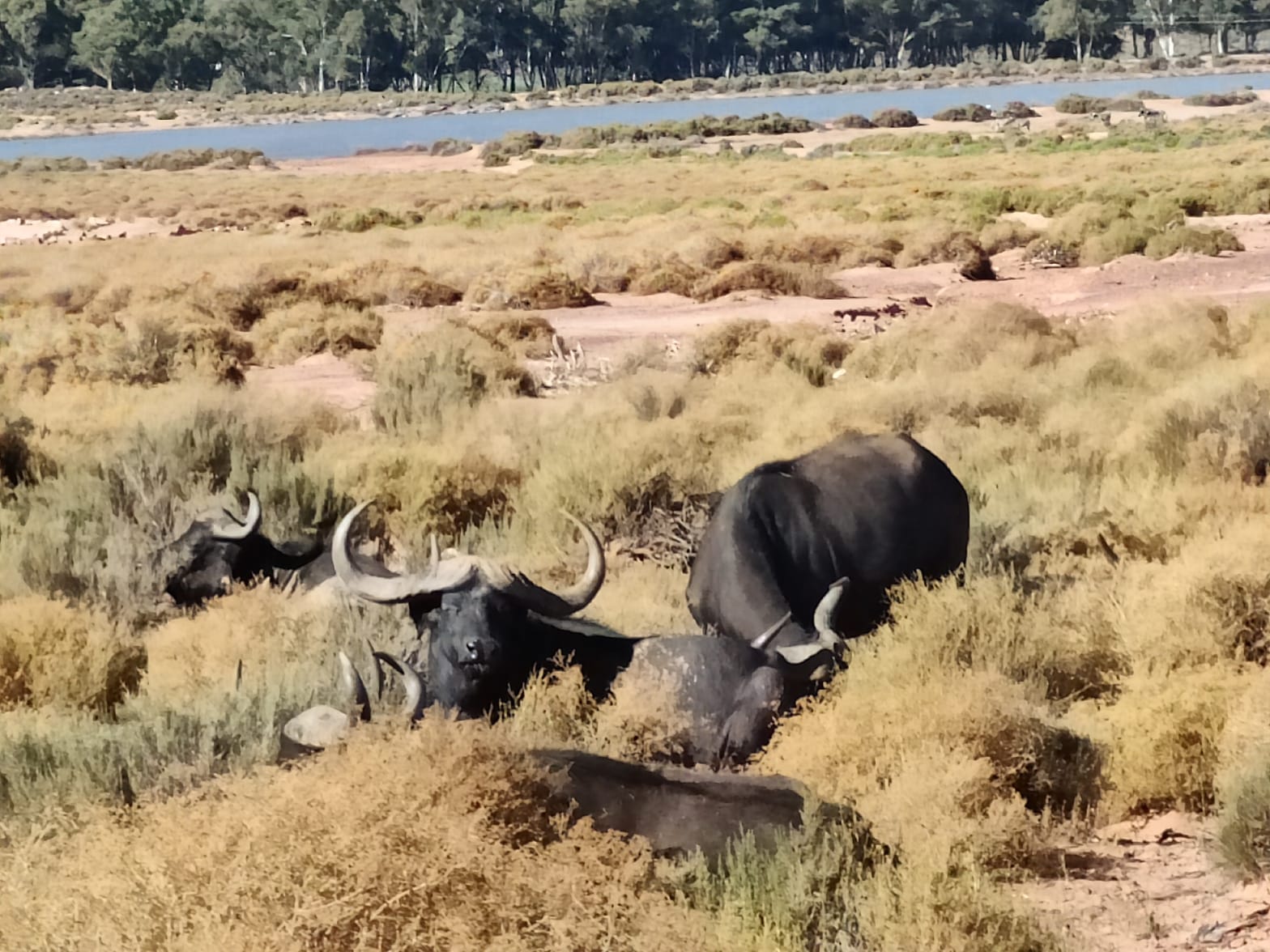 Aquila Game Reserve - Safari 56